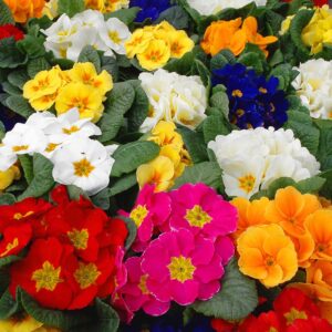 Primevère des jardins