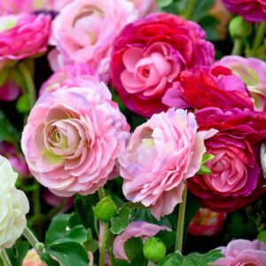 Renoncule des jardins