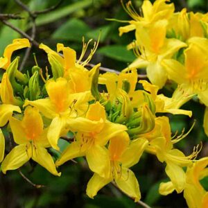 Azalée pontique - Rhododendron luteum