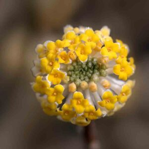 Edgeworthia chrysantha