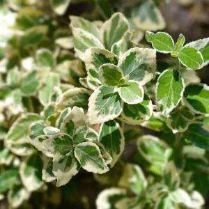 Fusain de fortune 'Emerald Gaity'