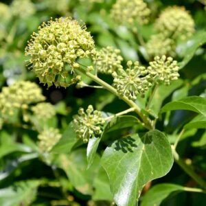 Lierre - Hedera helix