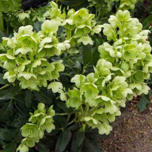 Helleborus foetidus - Hellébore fétide