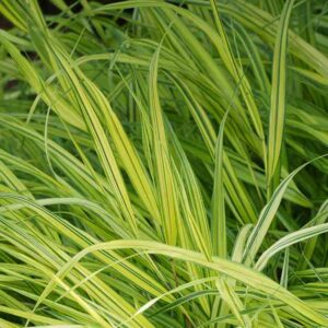 Herbe du Japon dorée