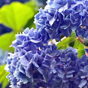 Hydrangea macrophylla - Hortensia