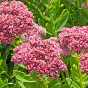 Sedum