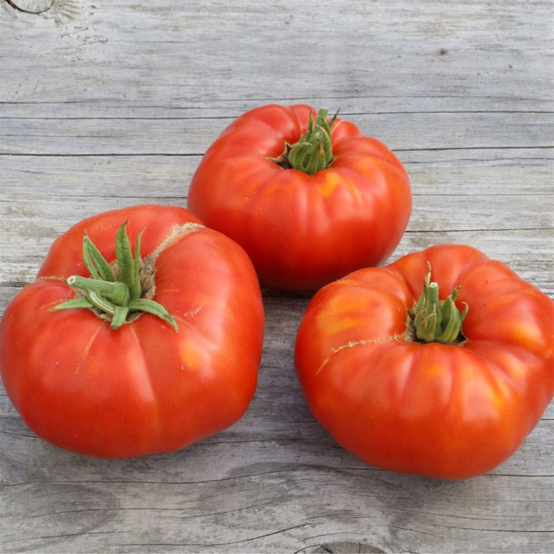 Tomate Russe Rouge – Image 2