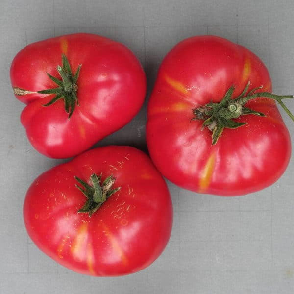 Tomate Russe Rouge – Image 3