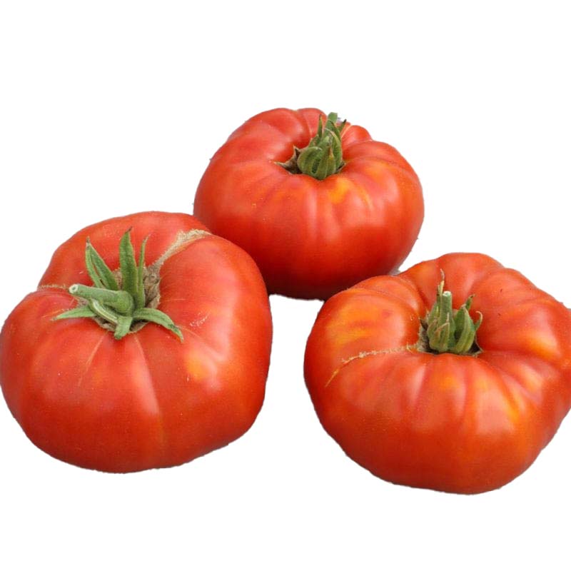 Tomate Russe Rouge