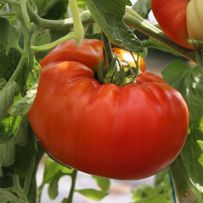 Tomate ronde Russe Rouge
