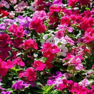 Impatiens