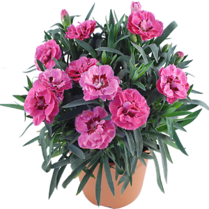 Œillet des fleuristes