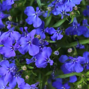Lobelia