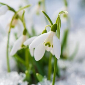Perce neige