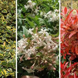 Grand choix d'arbustes de haie