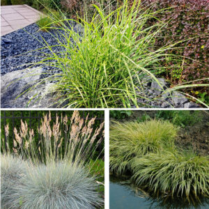 Grand choix de graminées