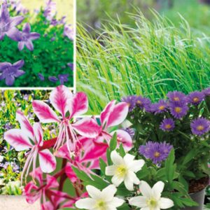 Grand choix de vivaces