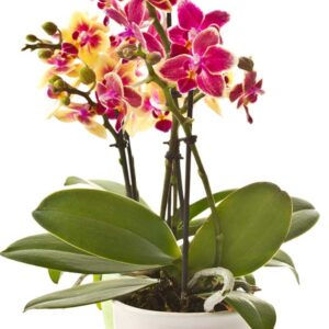 Orchidée Cymbidium Fleurs élégantes et durables.