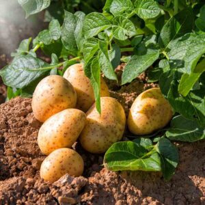 Pomme de terre Bintje