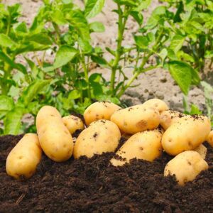 Pomme de terre Charlotte