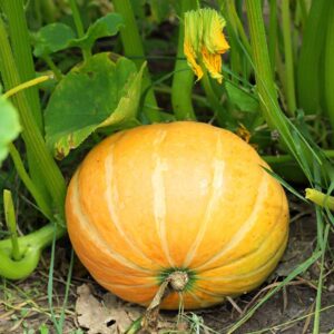 Cucurbitacées (famille)