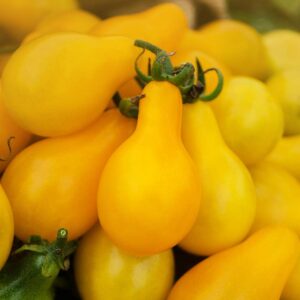 Tomate cerise yellow pear shaped