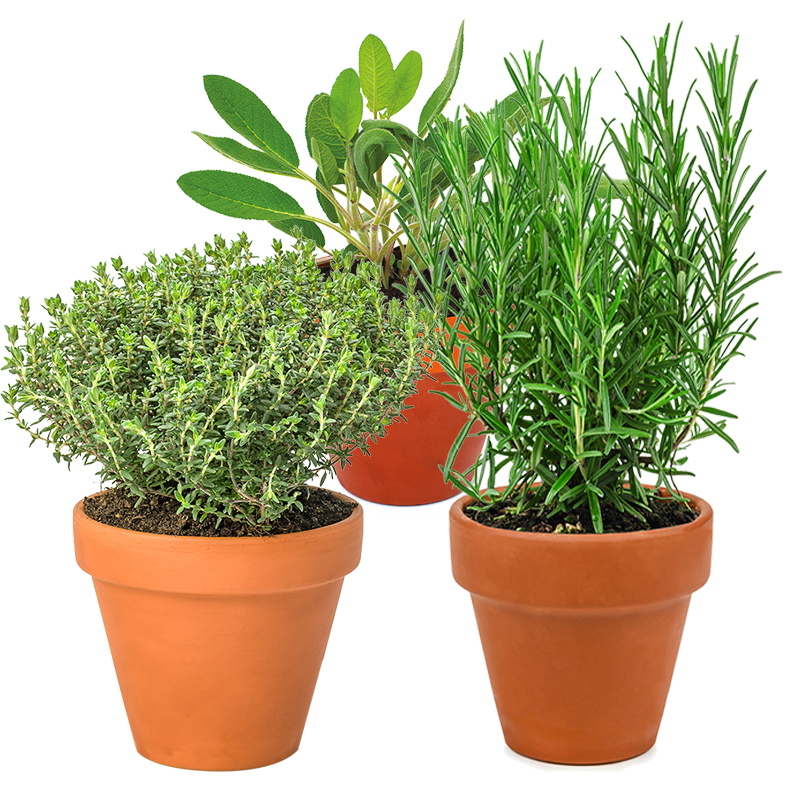 Aromatiques