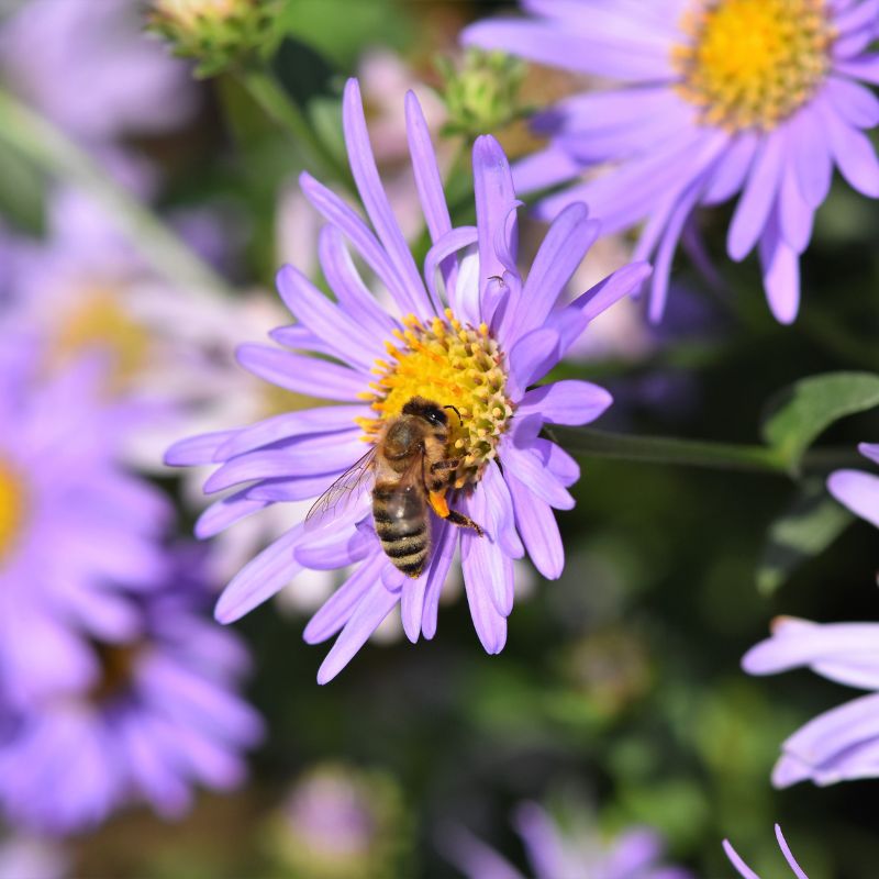 Aster – Image 4