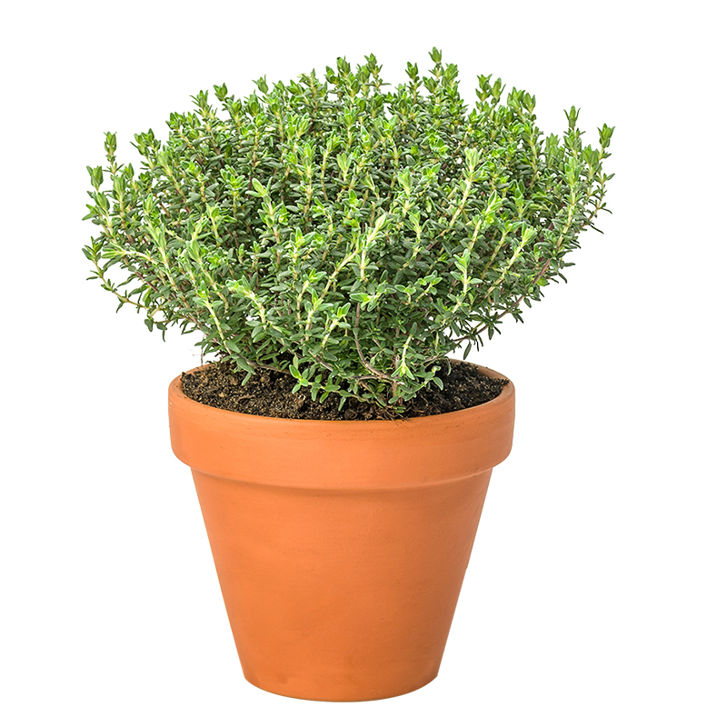 Aromatiques – Image 2