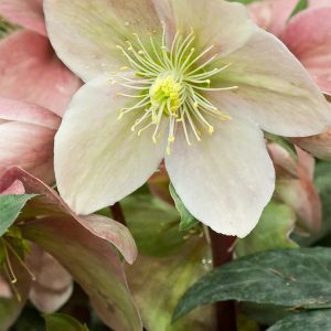 Hellébore 'Soleil d'hiver'
