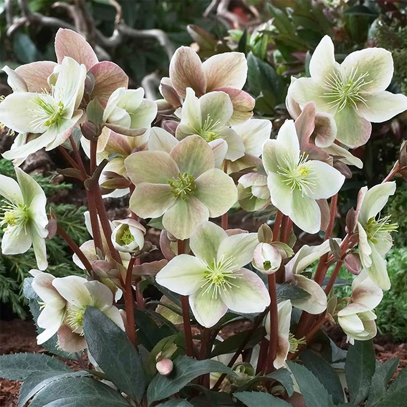 Hellébore 'Soleil d'hiver' – Image 2