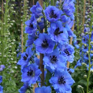 Delphinium