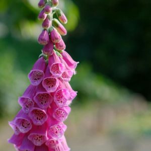 Digitalis grandiflora