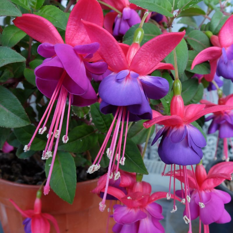 Fuchsia