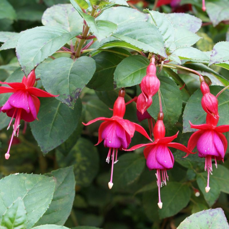 Fuchsia – Image 2