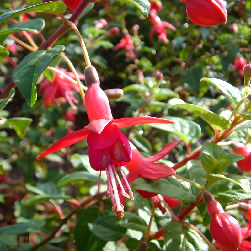 Fuchsia – Image 3
