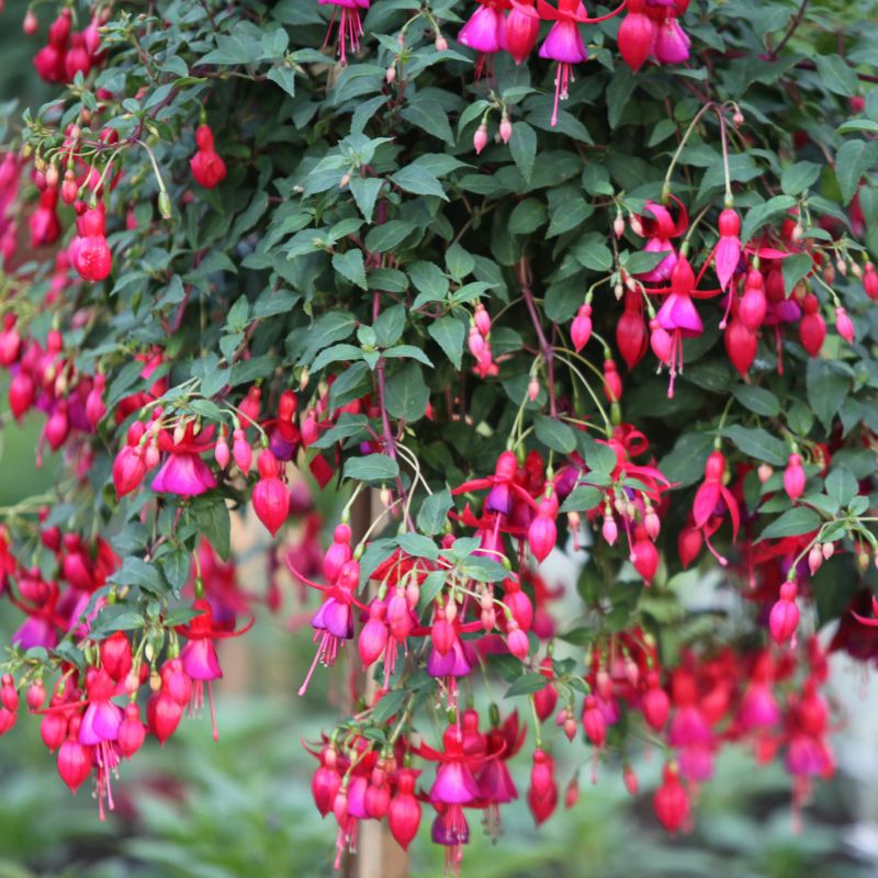 Fuchsia – Image 4