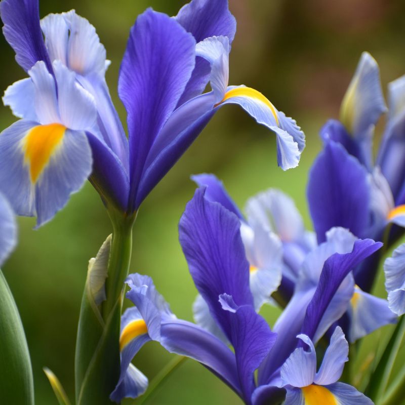 Iris de Hollande – Image 2
