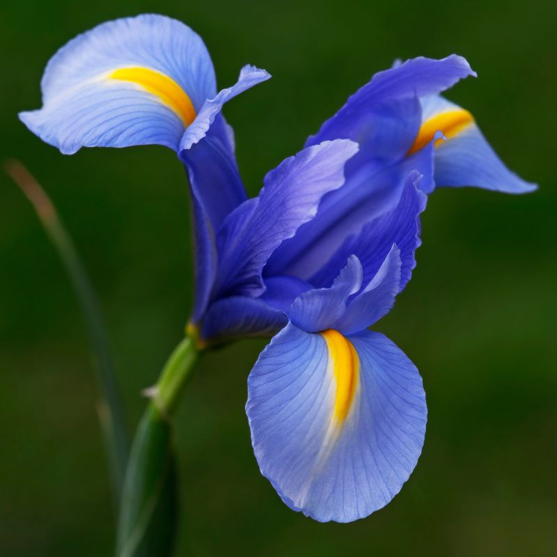 Iris de Hollande