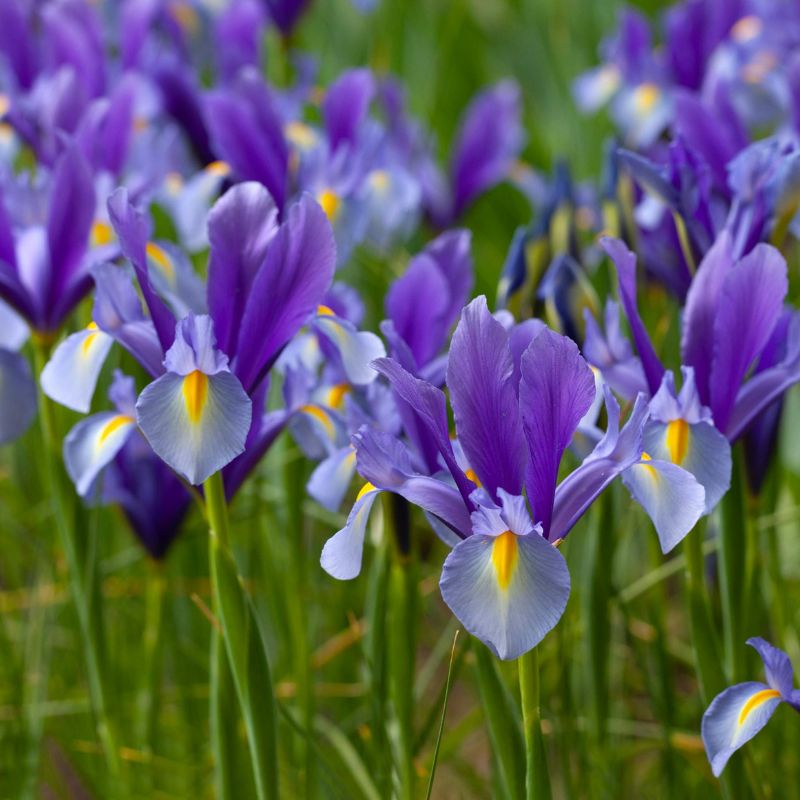 Iris de Hollande – Image 3